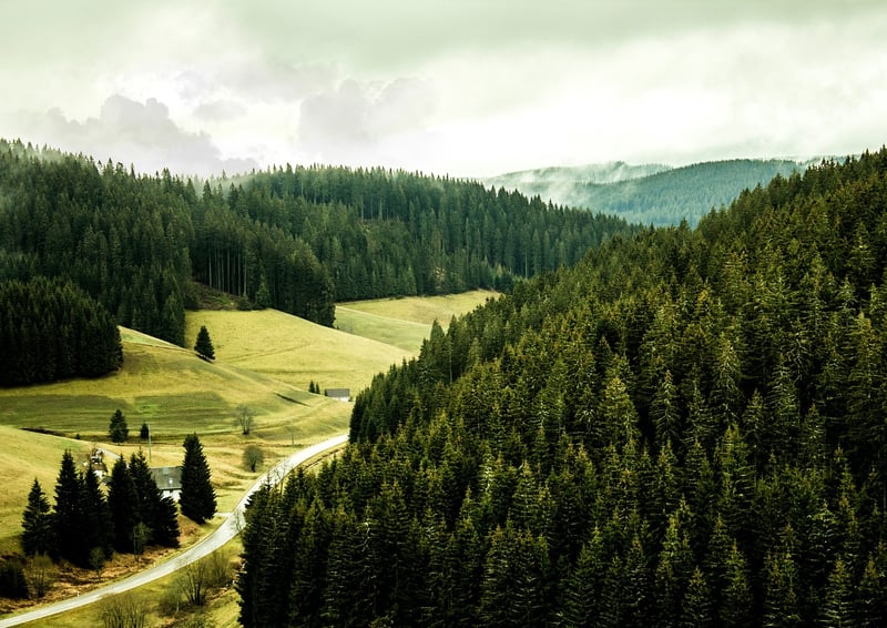 The Black Forest, Germany