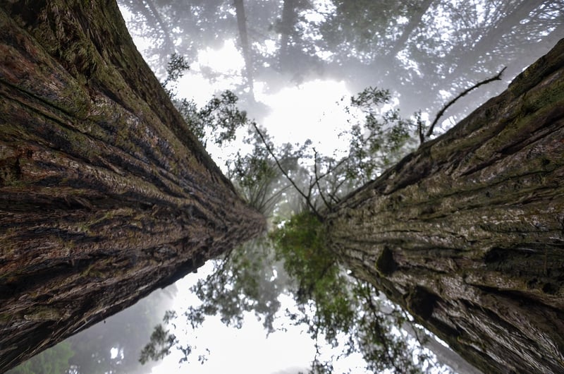 The Redwood Forest, USA